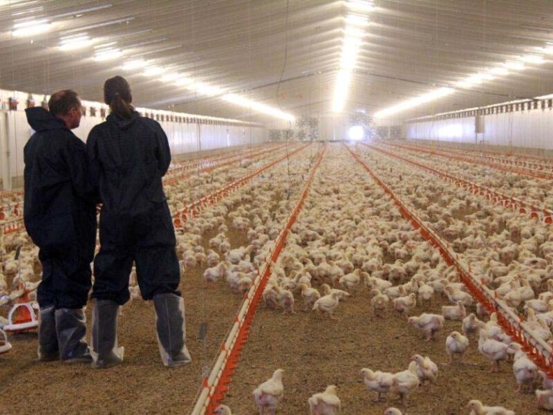 poultry farming in canada